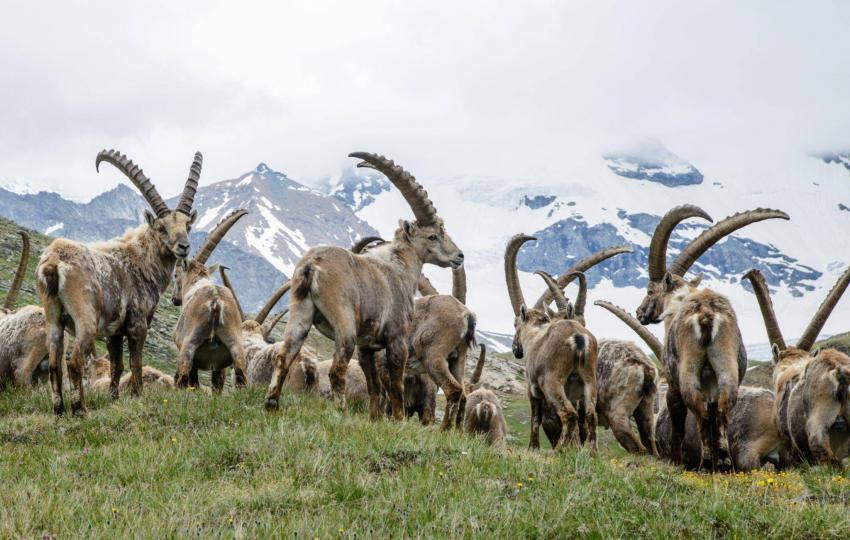 ibex-capre-pakistan-tour-hunting-pakistan-tours