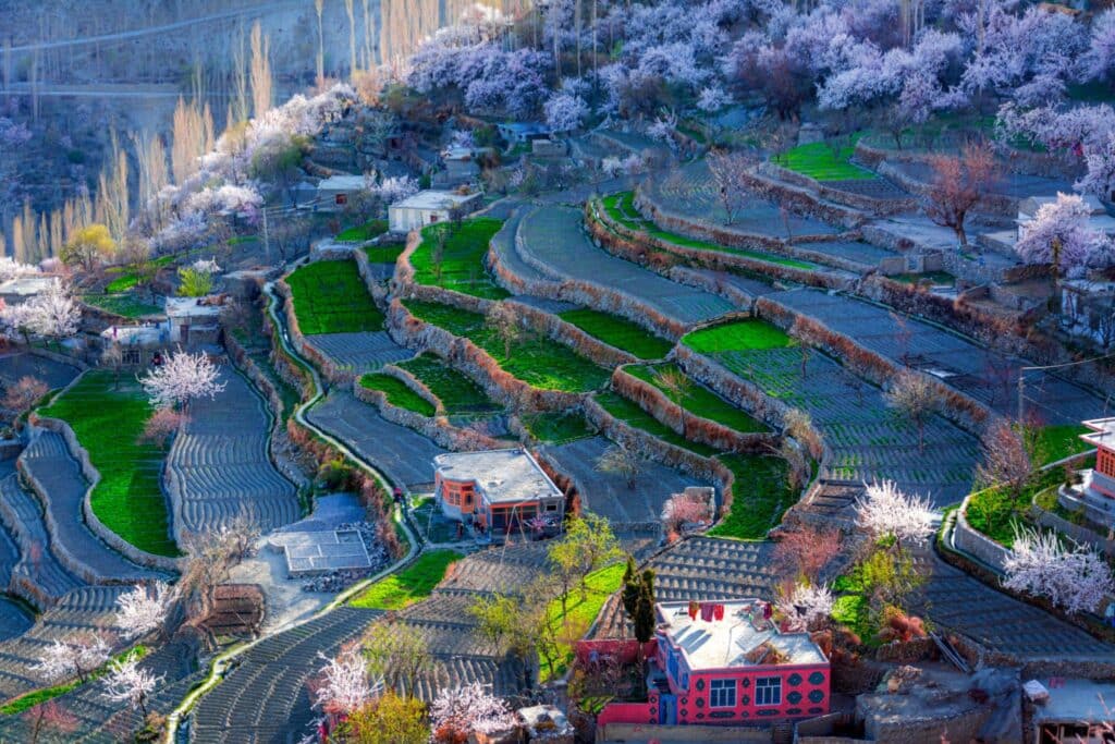 Cherry Blossoms in Pakistan - Explore Pakistan - Pakistan Tours